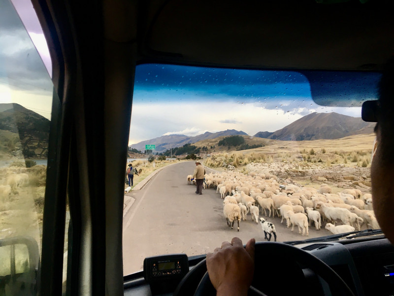 Rückfahrt nach Cusco - vorbei an Tierherden