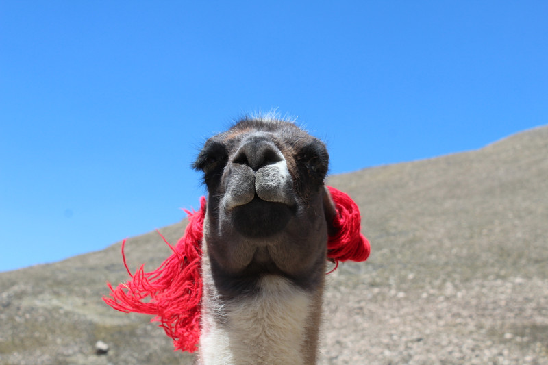Das beste Lama-Foto aller Zeiten