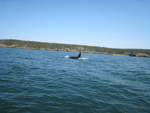 An Orca