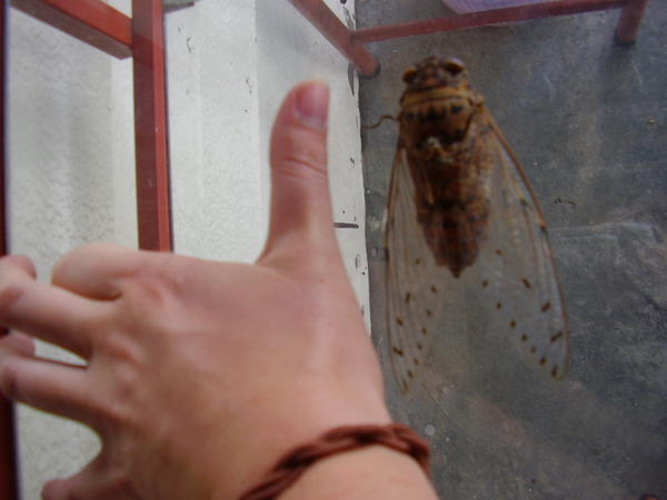 Enormous Cicada
