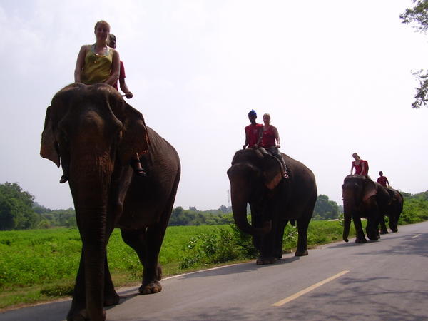 Elephant Trekking!