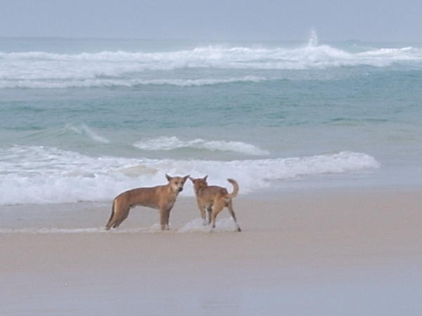 Dingos playing in the sea