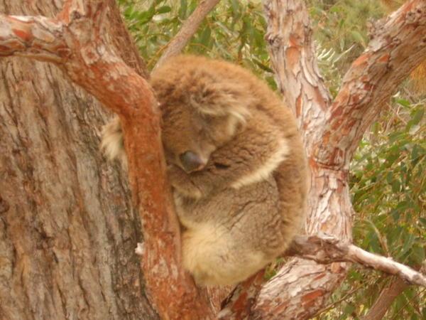 Our 1st koala