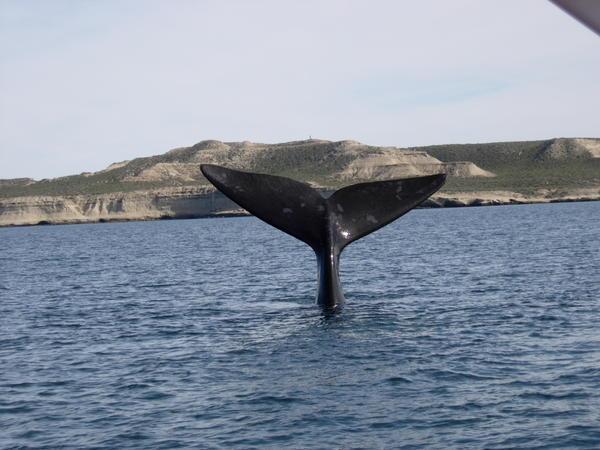 A whale!