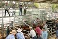Cattle Sale Yards