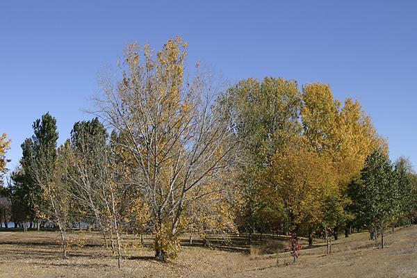 Canberra Parks