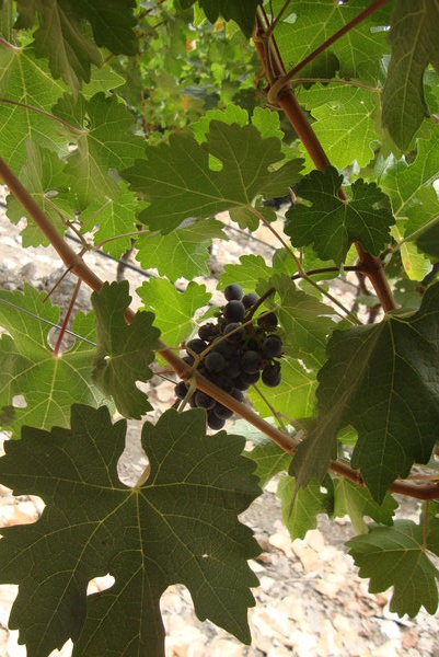 Grapes for wine making.