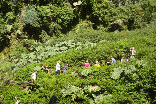 Some of the ISA students getting lost in mounds of vegetation. 