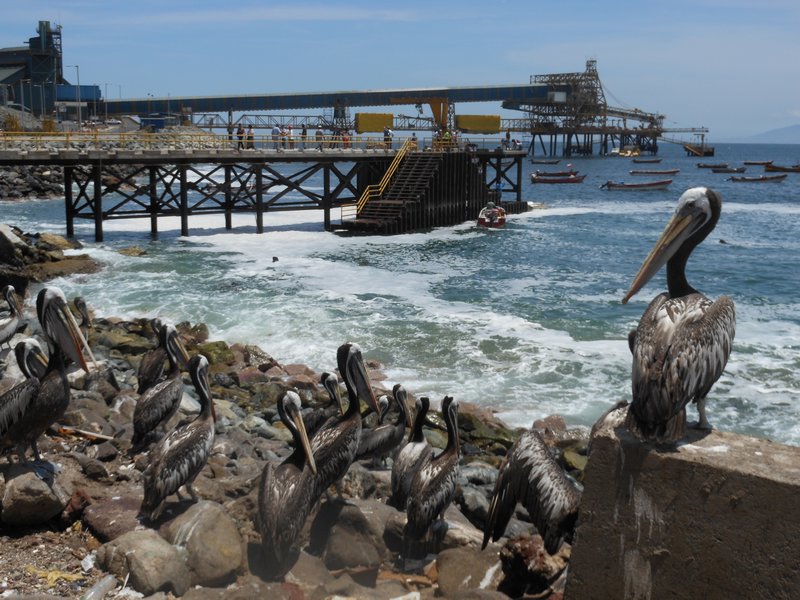 Colosa fishing village pelicans