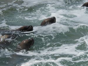 Colosa fishing village cute seals!