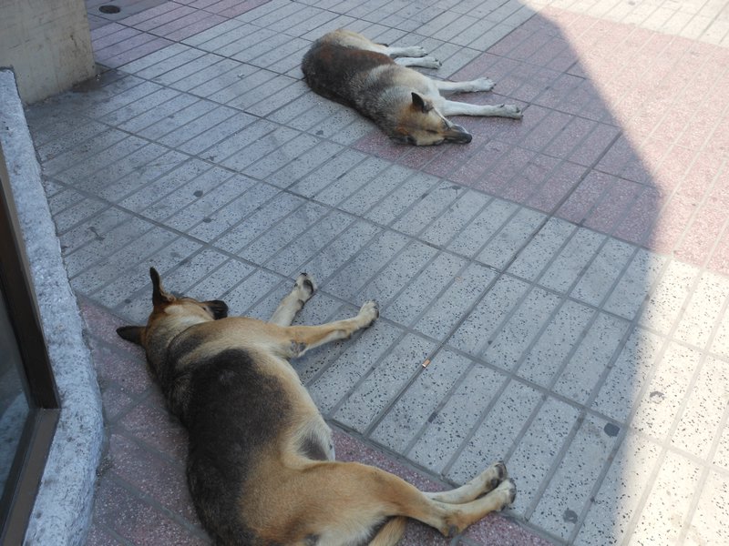 Stray dogs EVERYWHERE!!!