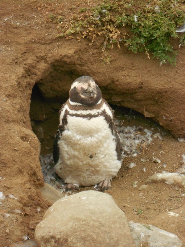 fluffy penguin!