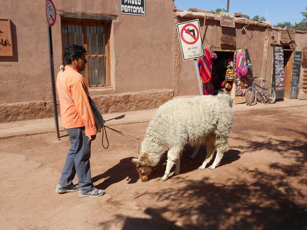 Honey, can you walk the llama!?