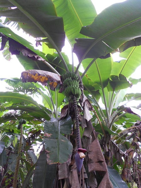 Banana Tree @ Plantation