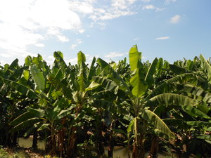 Banana Plantations