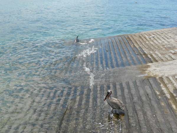 Pelican joined by a sea lion