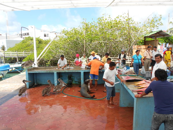 Fish market