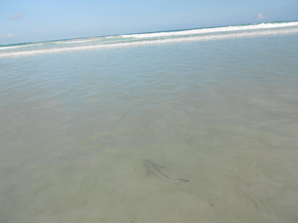 Shark hunting in the shallows