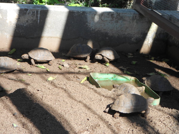 4-5 year old tortoises