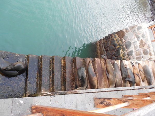 Sea lions say Welcome to San Cristobal
