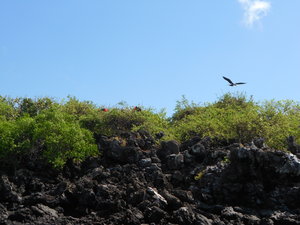 Male frigate birds with inflated red sac