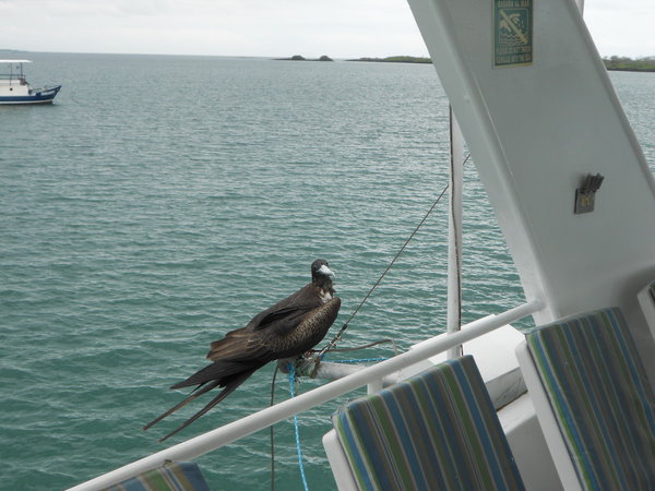 Joined by a frigate bird