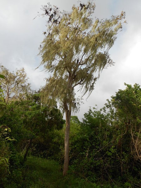 Endemic tree