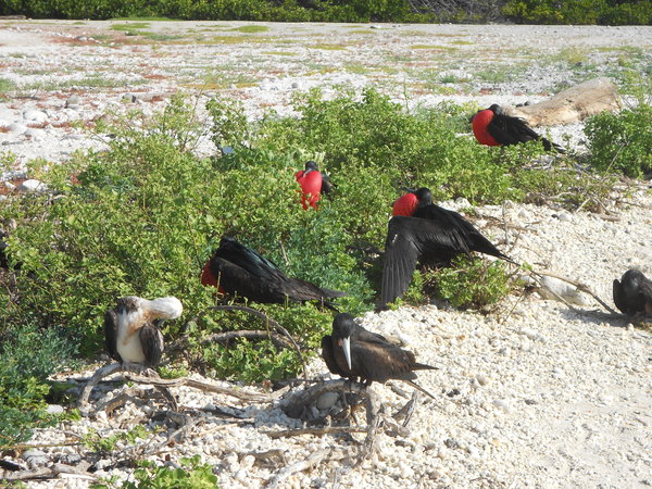 Male frigate birds trying to attract the females