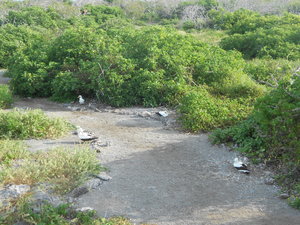 Path with nesting Nazca Boobies