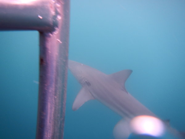 Big Black Tip Reef Shark