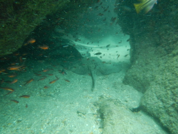 Diamond Sting Rays