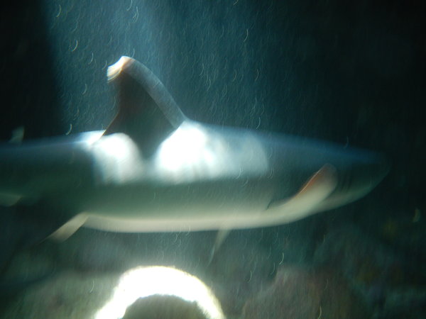 White Tip Reef Shark