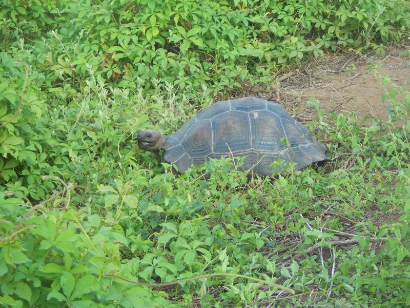 Second Tortoise