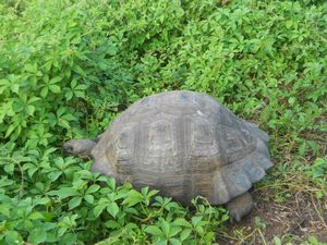 First Tortoise