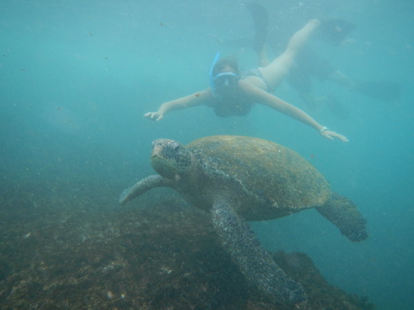 Carly and the sea turtle