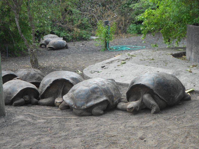 Different shell tortoises