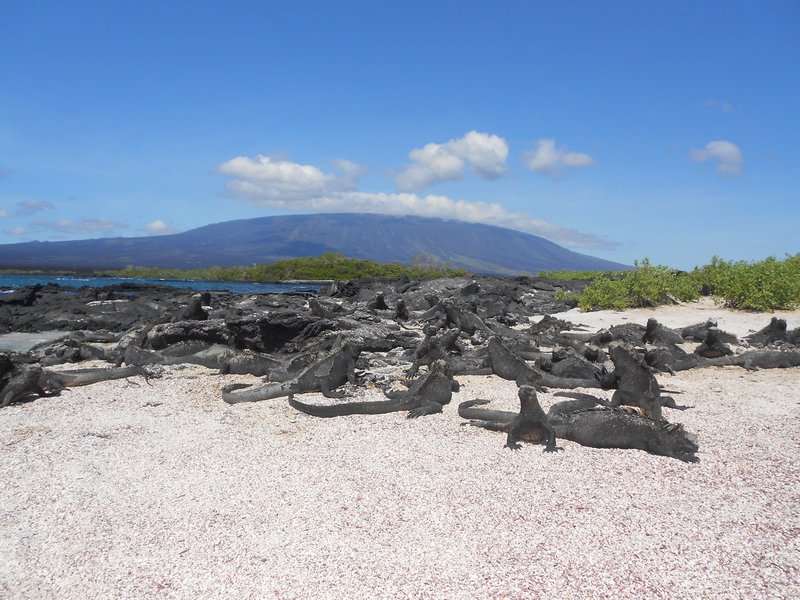 Marine Iguanas with Fernandina volcano in the background