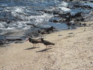 American Oyster Catchers