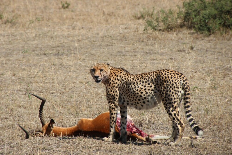 Cheetah and his kill (Impala)