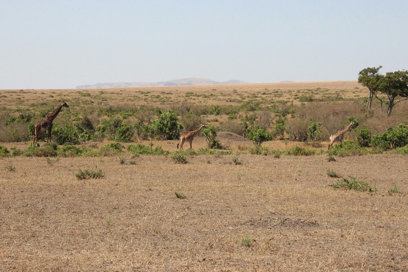 Field of Giraffe