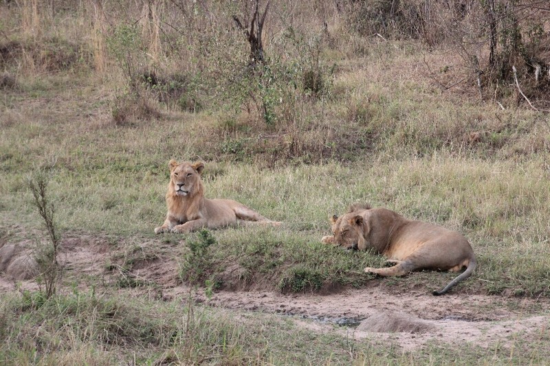 Juvenile Male Lions