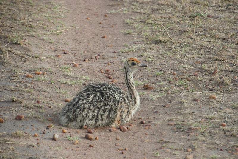 Lost Ostrich Baby
