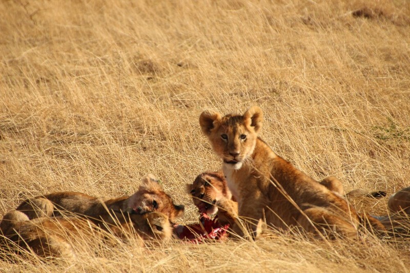 Four Lion Cubs