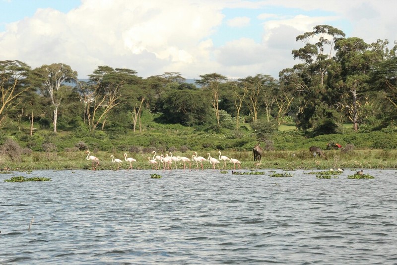 Flamingos and Water Buck