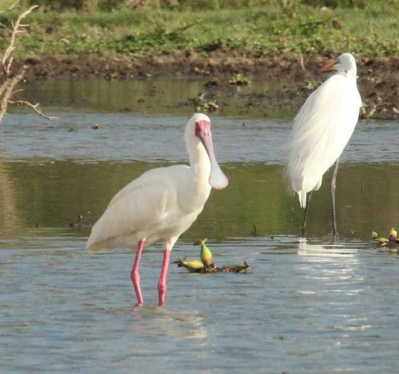 Spoonbill