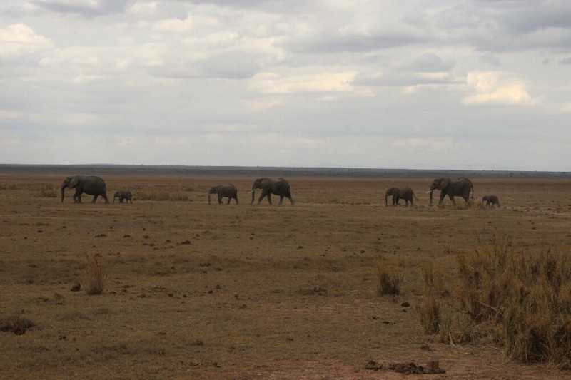 Elephant Marching Line