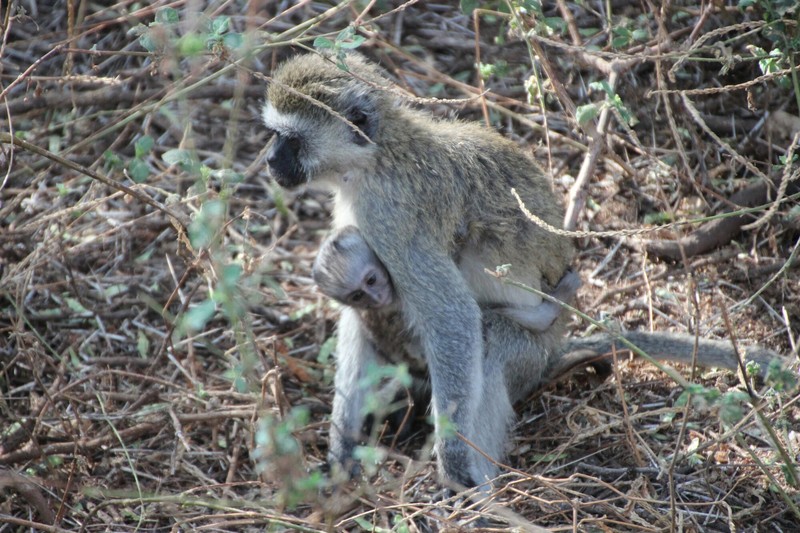 2 day old baby monkey and its mother