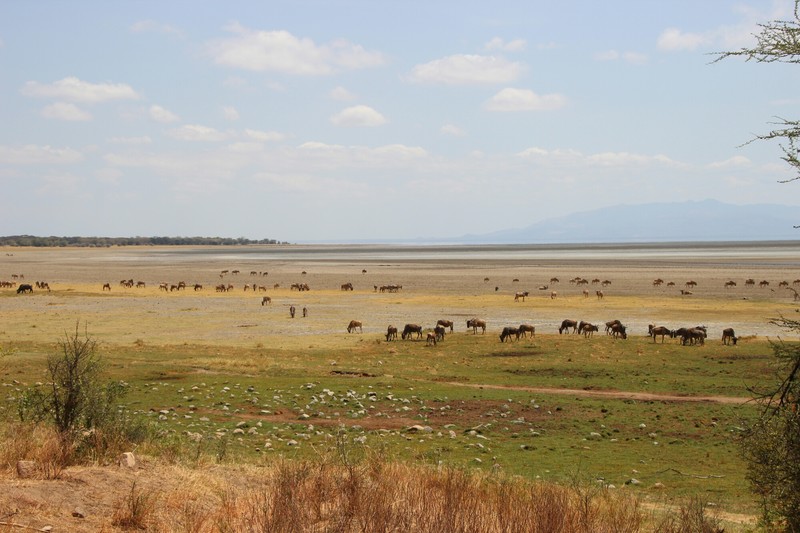 Herds by the dried up lake