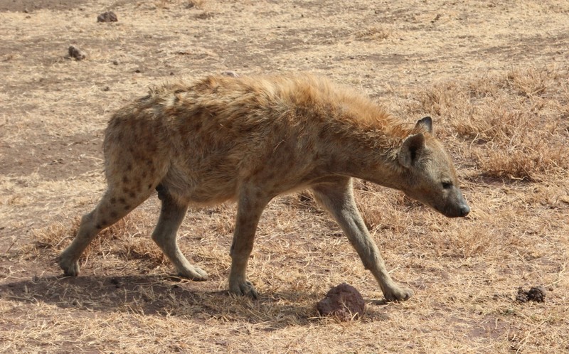 Full Hyena