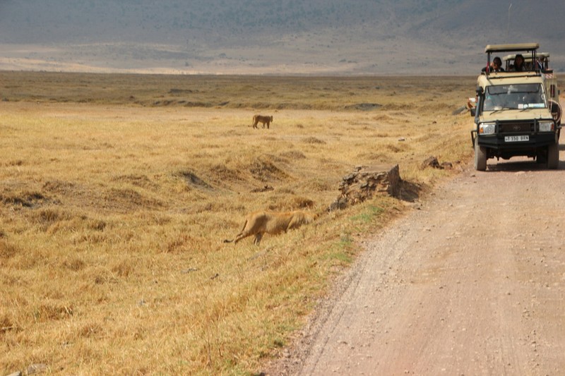 Lions near the road